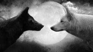 black-and-white-wolf-pictures-hd-wallpapers-animals